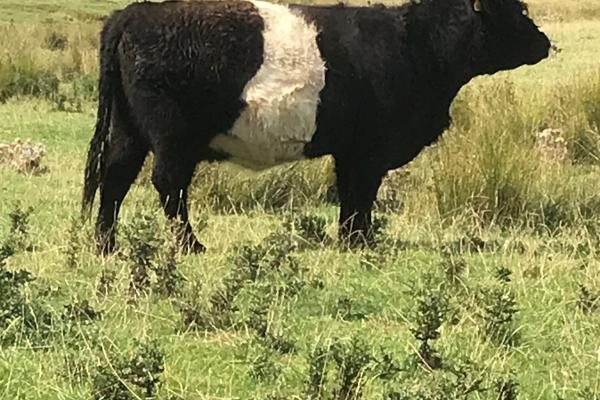 in-calf heifers Northumberland