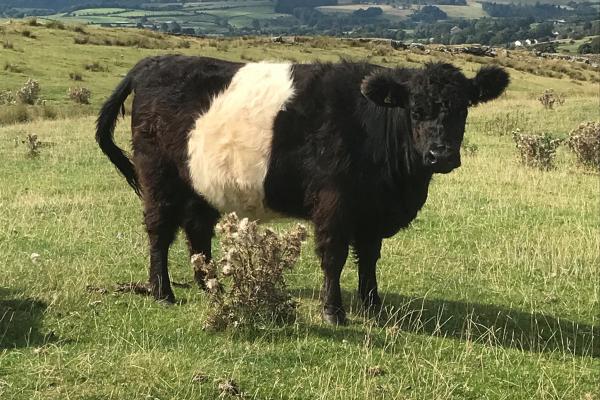 in-calf heifers Northumberland