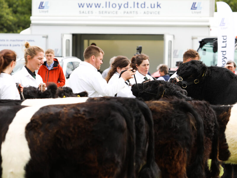 Showing Belted Galloways