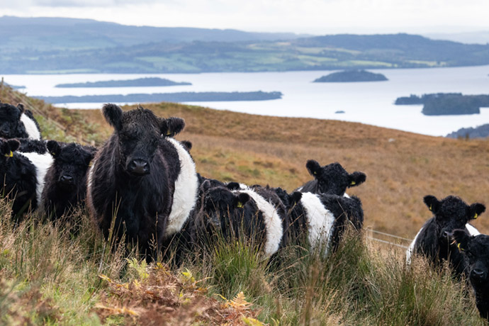 Blairvockie herd of Belties – photo by Rob Haining, Scottish Farmer
