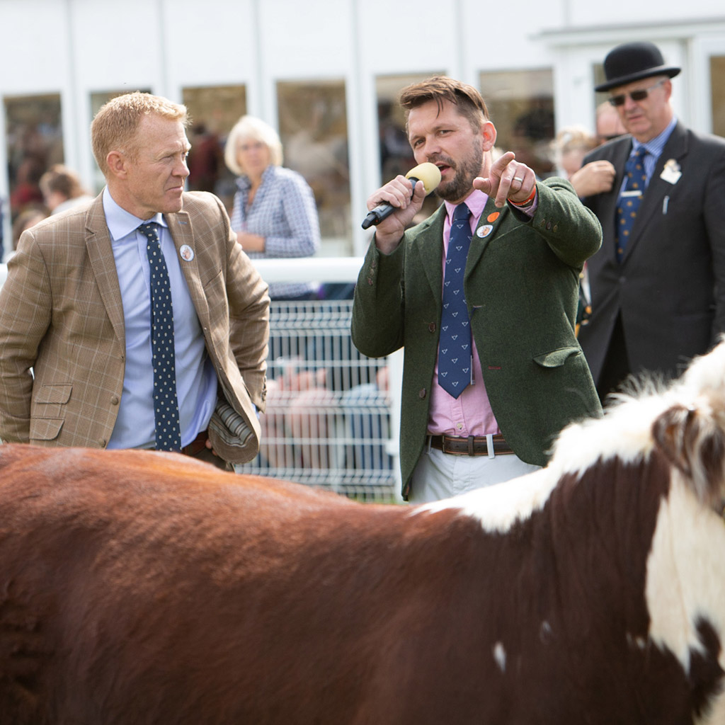 Belted Galloway National Show 2024
